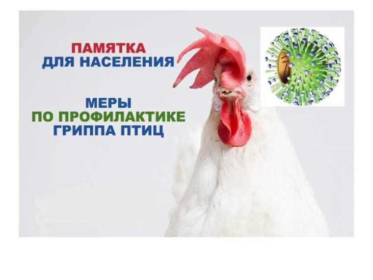 Что такое грипп птиц («птичий грипп»)?. Что такое грипп птиц («птичий грипп»)?.